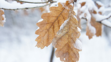 Frozen tree branch. snow on tree snow and branch texture backgroundの写真素材