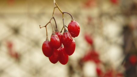 Wet holly berries on a holly bush.  sun light backgroundの写真素材