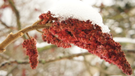 Frozen tree branch in the park with red flowers in the snow background.の写真素材