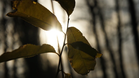 Green leaves on the Sun backgrounds の写真素材