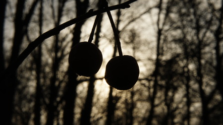 Ripe Fruit Of The Tree In The Winterの写真素材