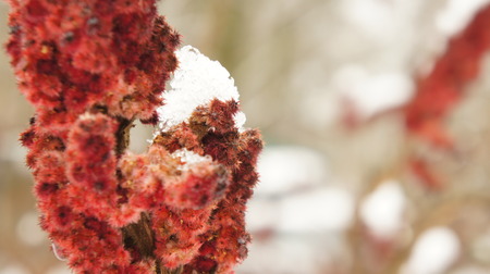 Frozen tree branch in the park with red flowers in the snow background.