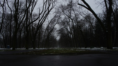 Winter Snow Trees, Park Road, White Alley Tree Rows convergenceの写真素材