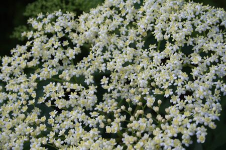 Mosaic flowersの写真素材