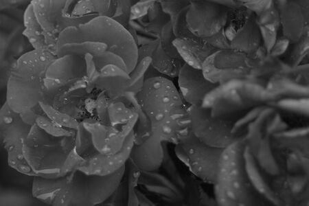 Roses in its splendorの写真素材