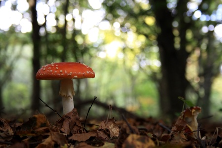 taken from near a mushroomの写真素材