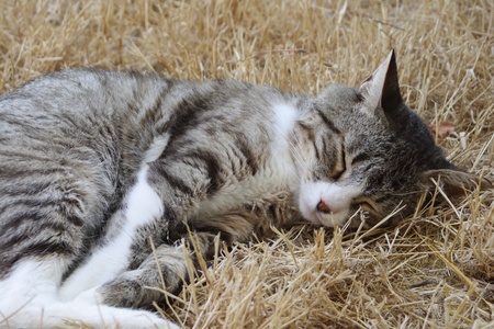 Cat nappingの写真素材