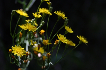 Flore yellowの写真素材