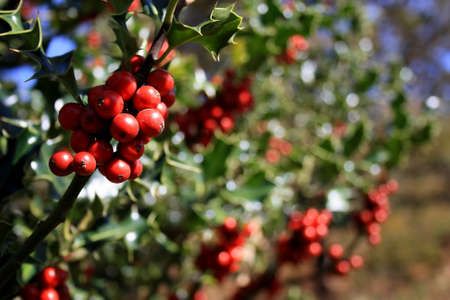 Holly Treeの写真素材