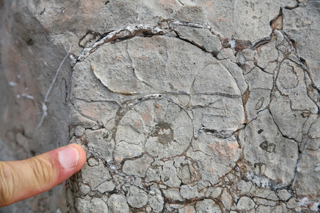 Ammoniteの写真素材