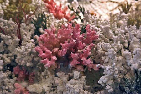 Coralの写真素材