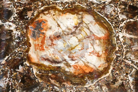Silicified tree