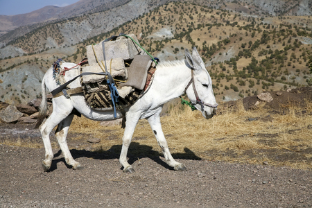 Pack horseの写真素材