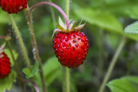 Wild strawberryの写真素材