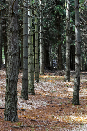 Forest in springtimeの写真素材
