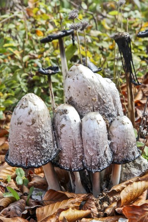 Lawyer's wig (Coprinus comatus)の写真素材