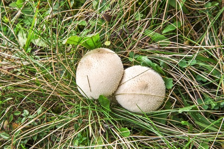Common Puffball - Lycoperdon perlatumの写真素材