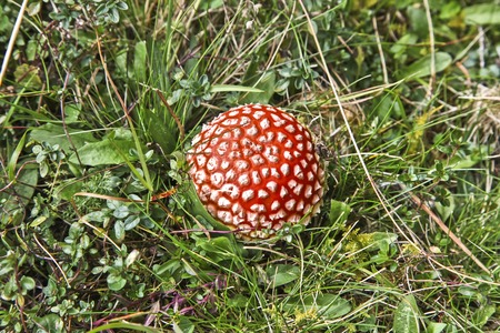 Red mushroom (Amanita Muscaria also known as Fly Ageric or Fly Amanita) in autumn forestの写真素材