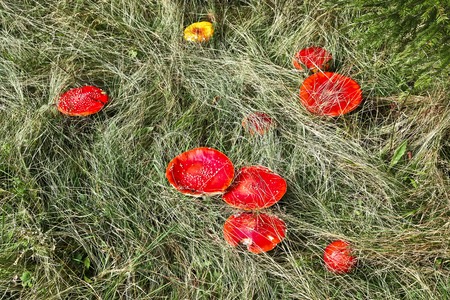 Red mushroom (Amanita Muscaria also known as Fly Ageric or Fly Amanita) in autumn forestの写真素材