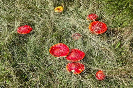 Red mushroom (Amanita Muscaria also known as Fly Ageric or Fly Amanita) in autumn forestの写真素材