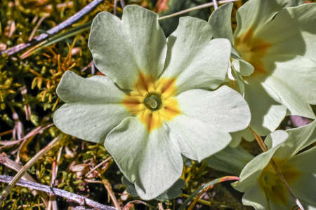 White yelloow flowers in the fieldの写真素材