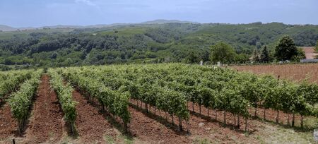 Vineyardの写真素材