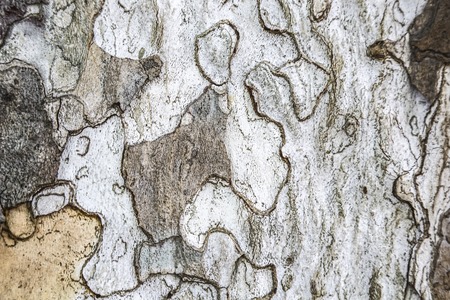 Platanus tree barkの写真素材