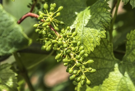 Young grapesの写真素材