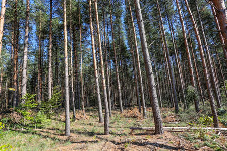 Pine forest