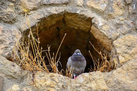 Pigeon nest