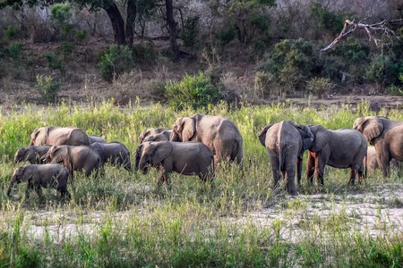 Elephants in Kruger national park - South Africaの写真素材