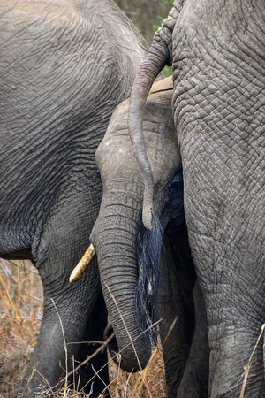 Elephants in Kruger national park - South Africaの写真素材