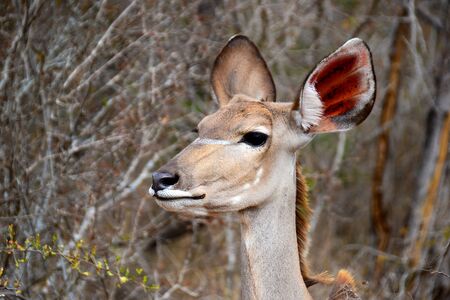 Kudu in Kruger National park -South AFricaの写真素材
