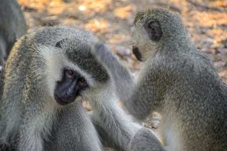 Vervet monkeys in Kruger National park - South Africaの写真素材