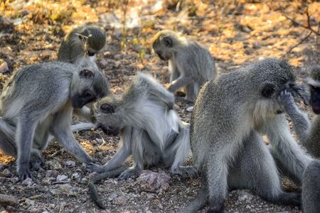Vervet monkeys in Kruger National park - South Africaの写真素材