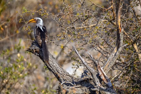 Hornbill in Kruger National park - South Africaの写真素材