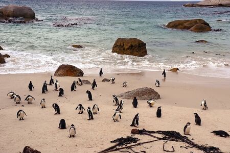 Penguins on the beach, Simons town, South Africaの写真素材