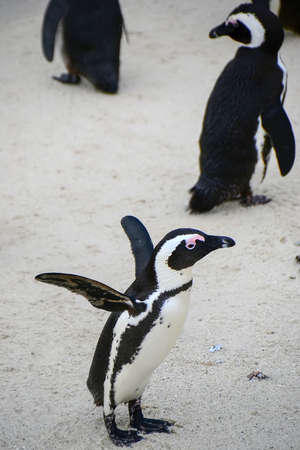Penguins on the beach, Simons town, South Africaの写真素材