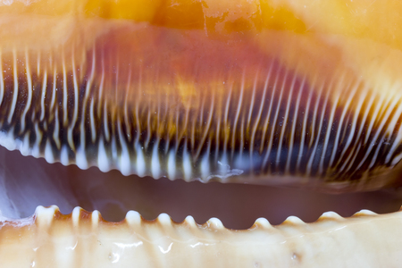 Shell of Cypraecassis Rufa or Bull Mouth Helmet -  marine gastropod molluskの写真素材