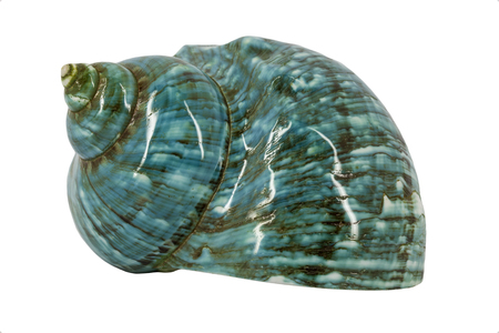 Turquoise seashellの写真素材