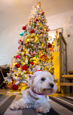 Decorated west highland white terrier dog in front of Christmas treeの写真素材