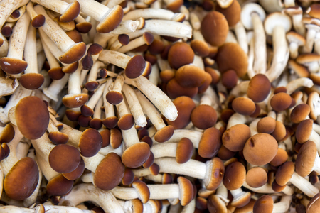 Raw mushrooms Agrocybe aegerita close upの写真素材