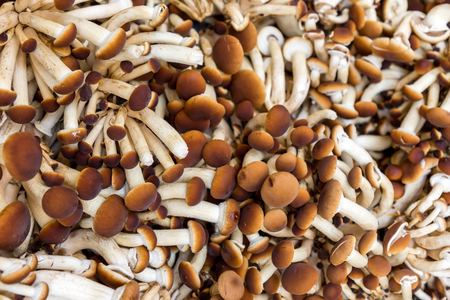 Raw mushrooms Agrocybe aegerita close upの写真素材