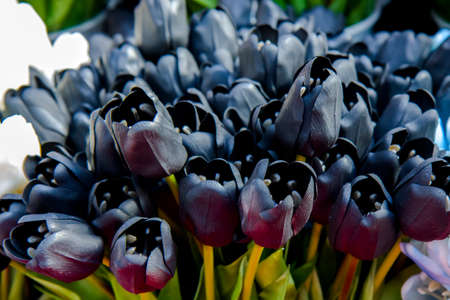 Black tulip flowers in Amsterdam marketの写真素材