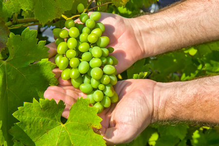 Man holding fresh grapes in the vineyardの写真素材