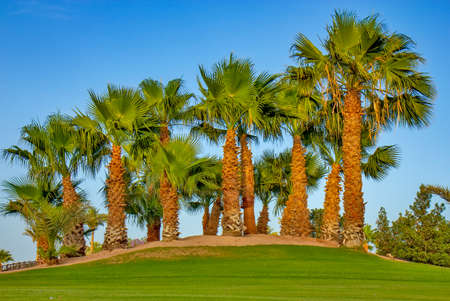 Palm tree on the green fieldの写真素材