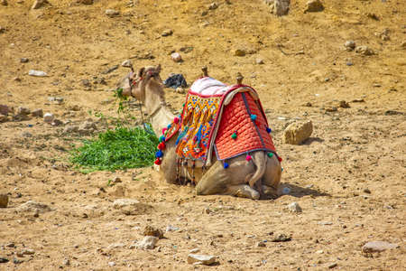 Camel in the dry desert, Egypt