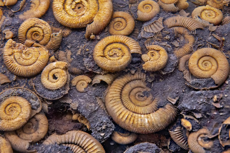 Group of the fossilized ammonites in the rock