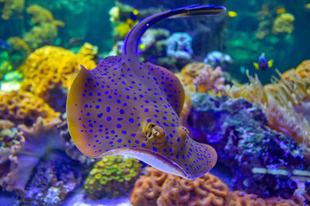 The bluespotted ribbontail ray is a species of stingray in Lausanne water aquariumの写真素材