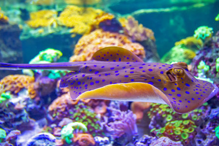 The bluespotted ribbontail ray is a species of stingray in Lausanne water aquariumの写真素材